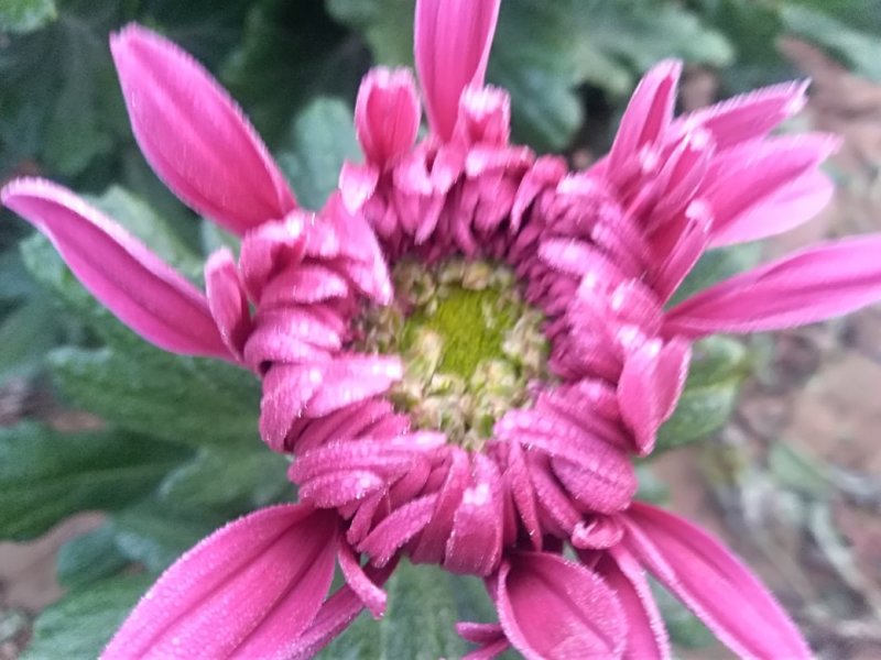 秋菊火热上市