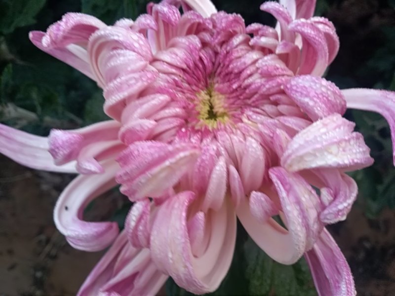 秋菊火热上市