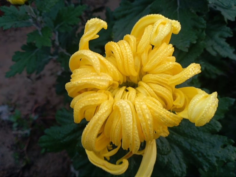 秋菊火热上市