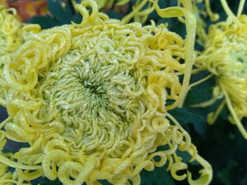 秋菊火热上市