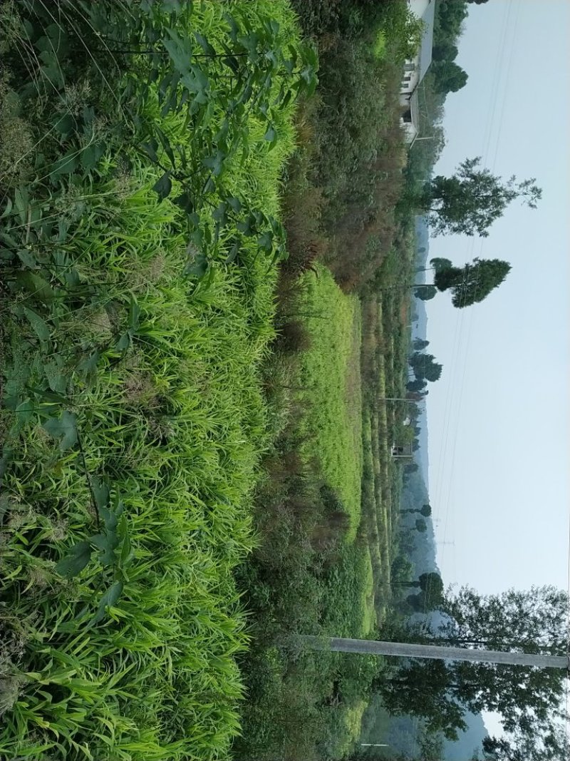 生姜，种姜