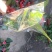 草花，小盆栽