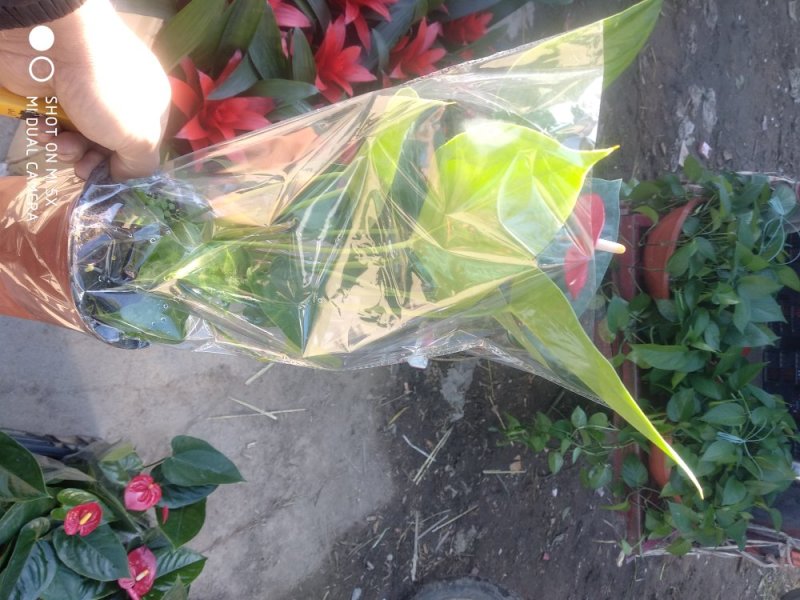 草花，小盆栽