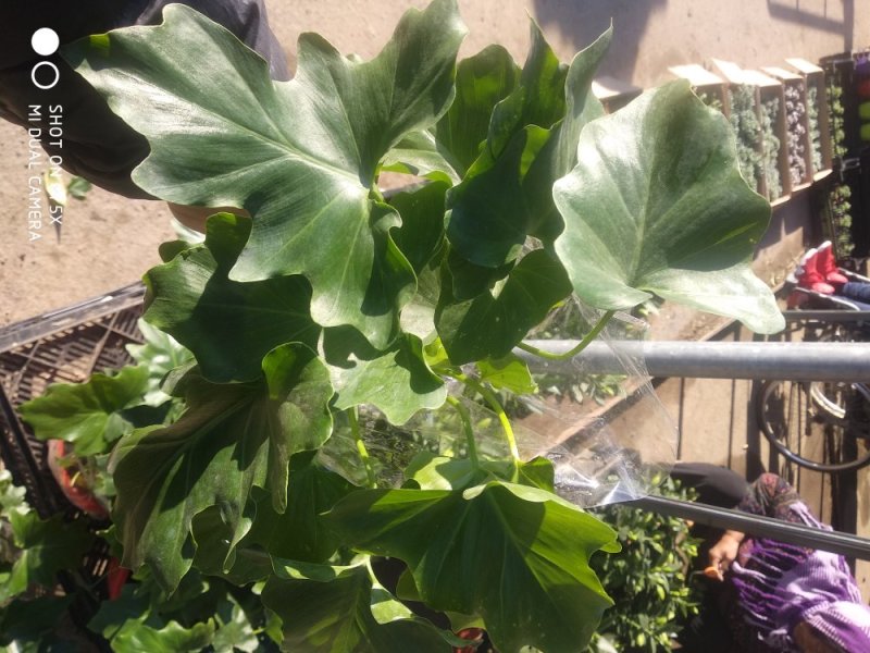 草花，小盆栽
