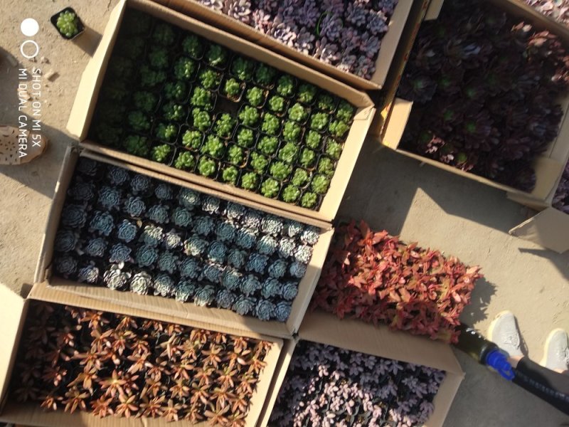 草花，小盆栽