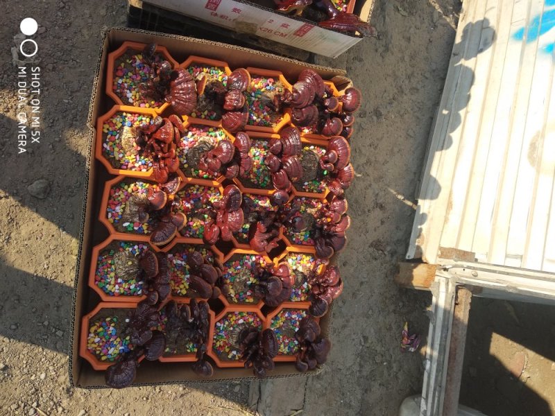 草花，小盆栽