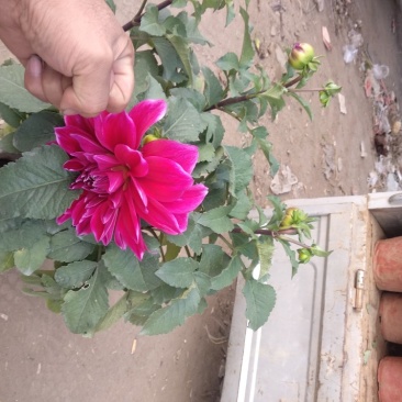 草花，小盆栽