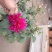 草花，小盆栽