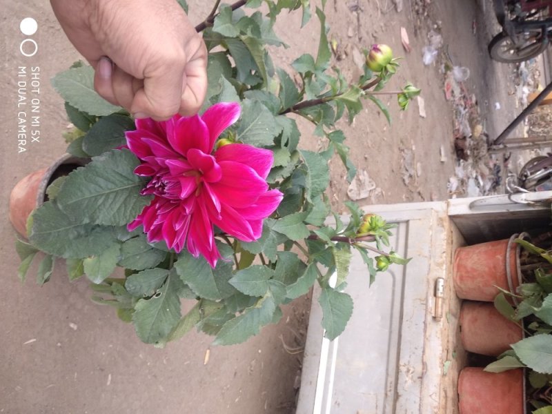 草花，小盆栽