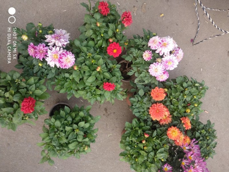 草花，小盆栽