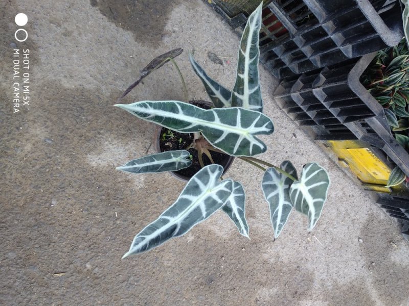 草花，小盆栽