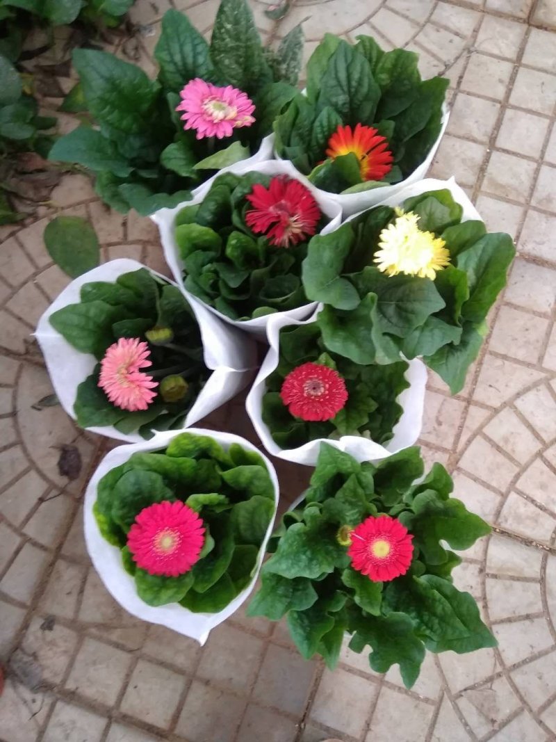 草花，小盆栽
