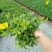 草花，小盆栽