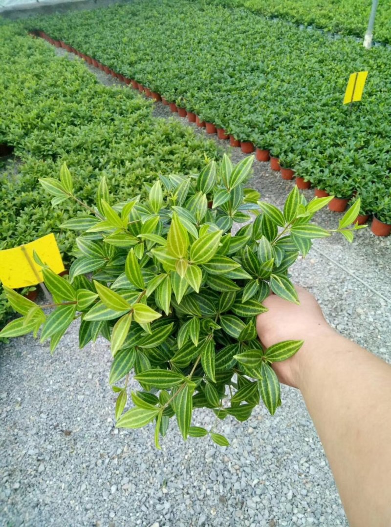 草花，小盆栽