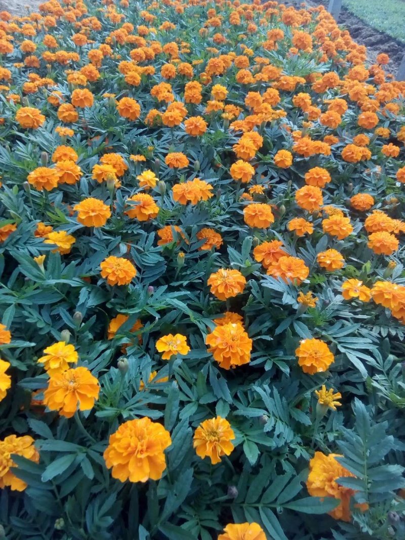 羽衣甘蓝