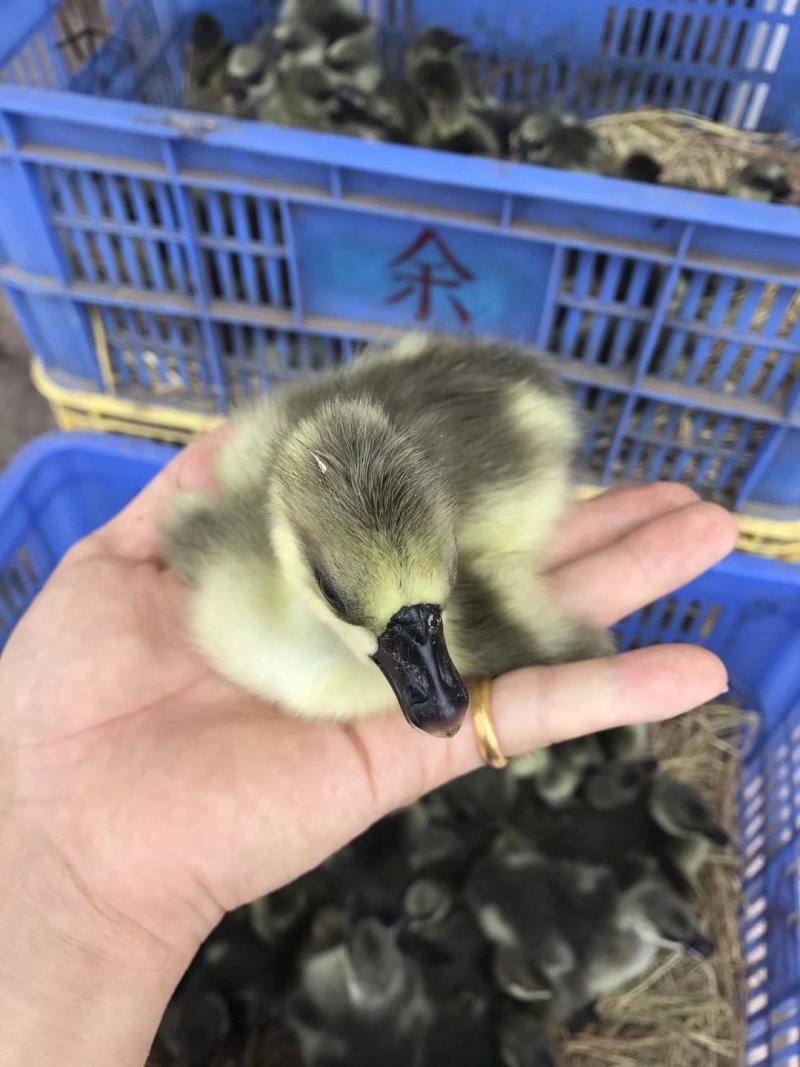 海宴苗