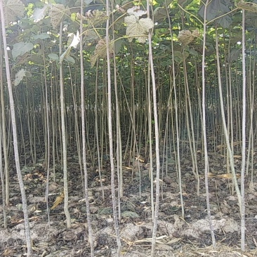 梓树苗