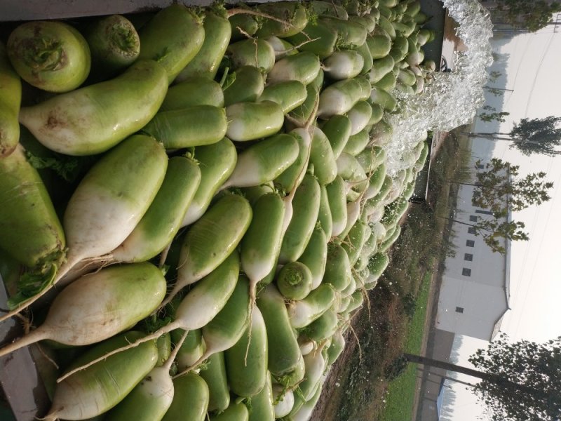 青萝卜产地直发市场货电商货，养殖加工货，大吨位供应