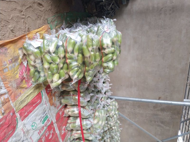 青萝卜产地直发市场货电商货，养殖加工货，大吨位供应