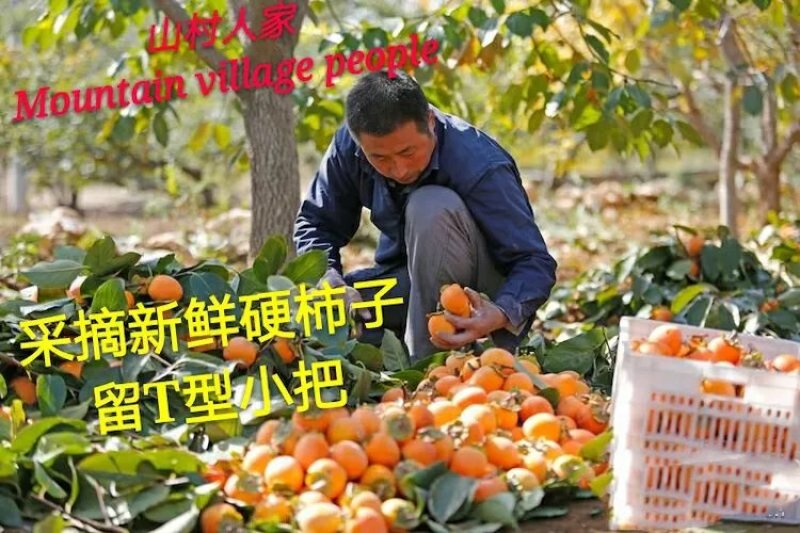 富平山村人家优质柿饼