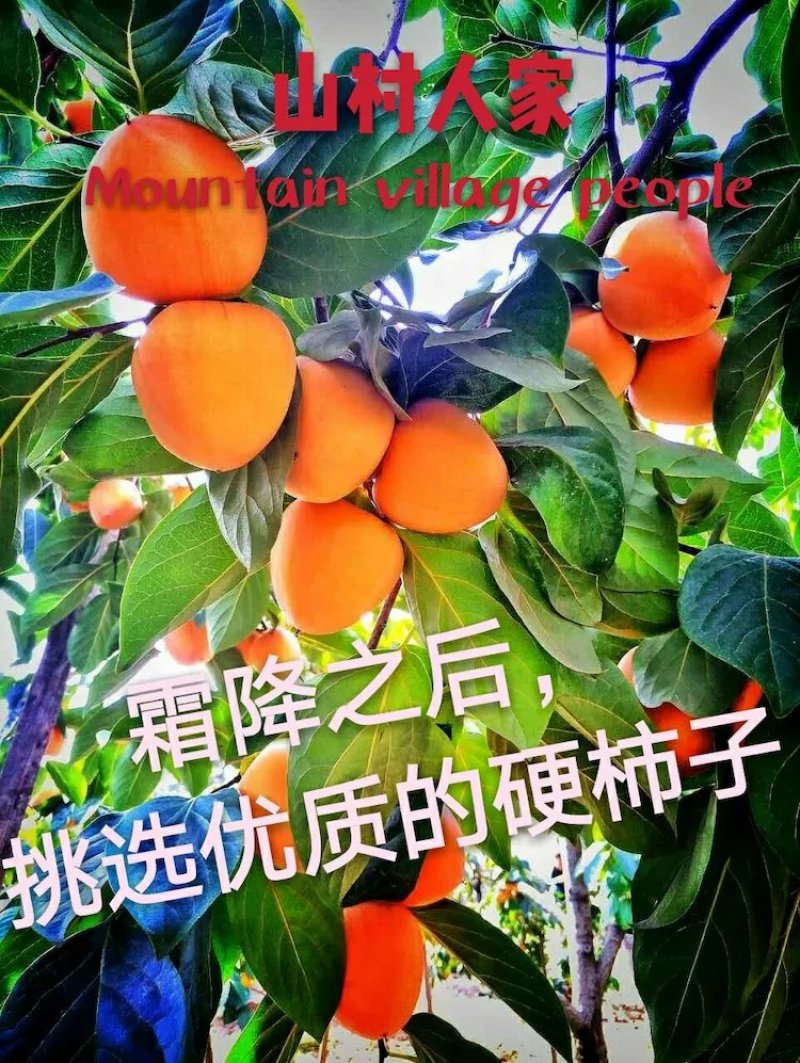 富平山村人家优质柿饼