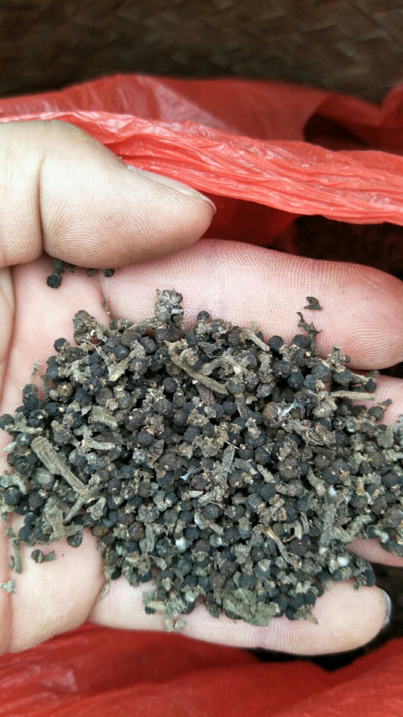 吴茱萸