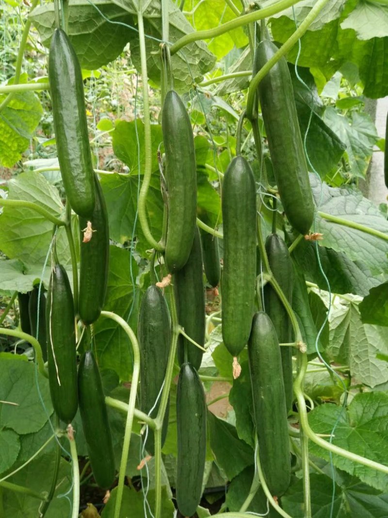 嫁接水果黄瓜苗荷兰无刺水果小黄瓜苗乳瓜苗抗病毒