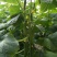 嫁接水果黄瓜苗荷兰无刺水果小黄瓜苗乳瓜苗抗病毒