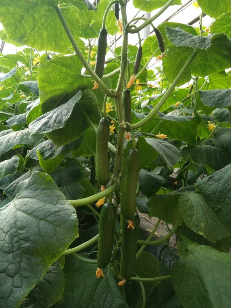 嫁接水果黄瓜苗荷兰无刺水果小黄瓜苗乳瓜苗抗病毒