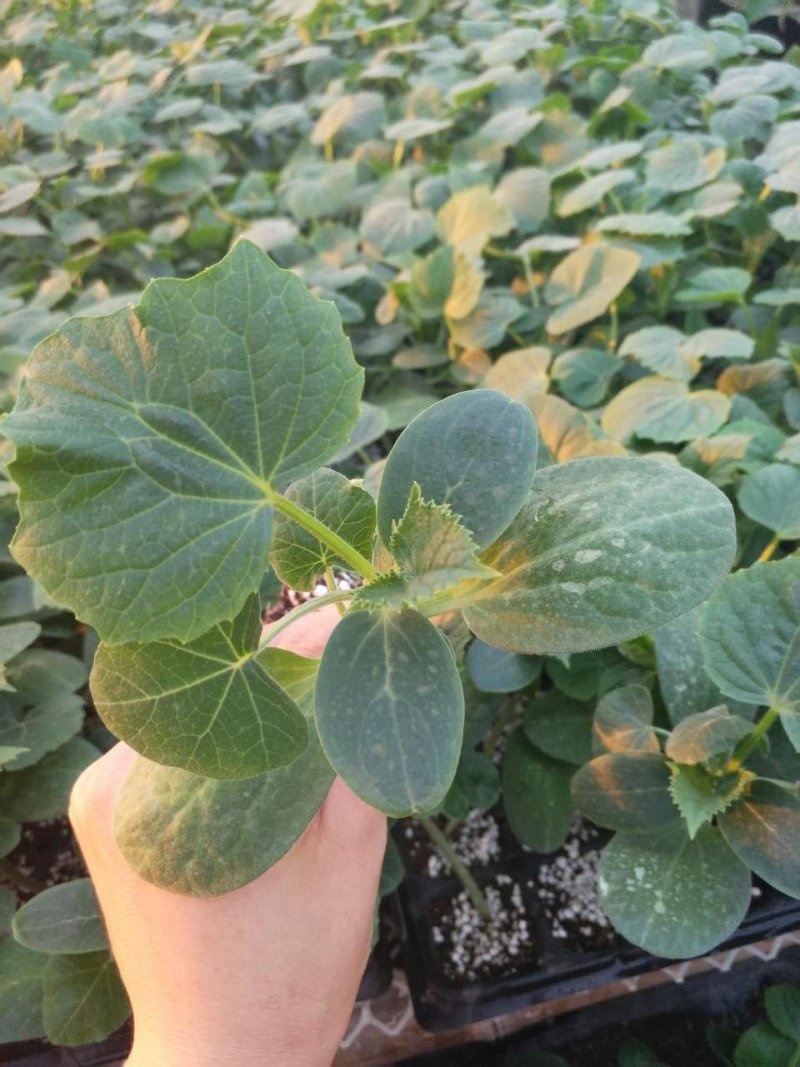 嫁接水果黄瓜苗荷兰无刺水果小黄瓜苗乳瓜苗抗病毒