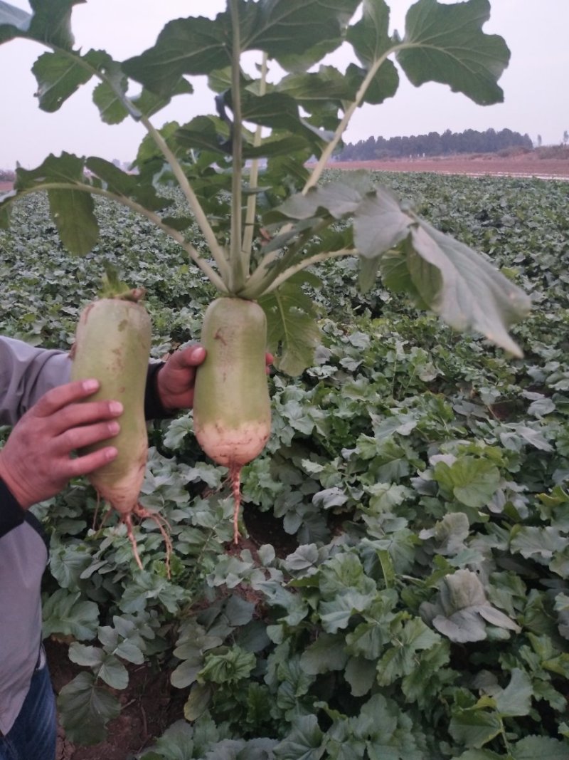 罐萝卜，2023新鲜绿玉萝卜上市，产地直销，地头装车