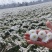 苏北菊大洋菊太阳菊杭白菊