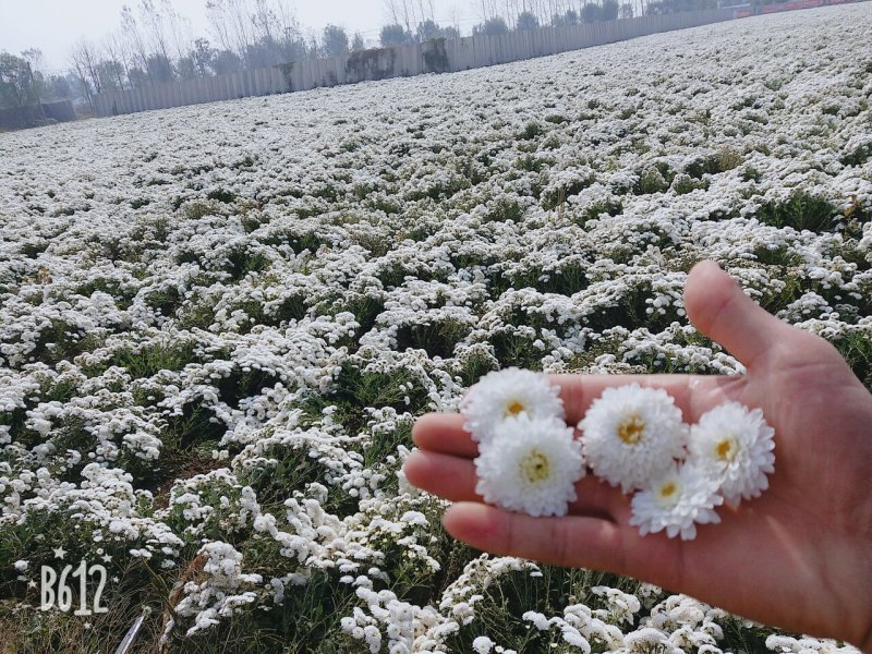 苏北菊大洋菊太阳菊杭白菊
