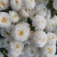苏北菊大洋菊太阳菊杭白菊