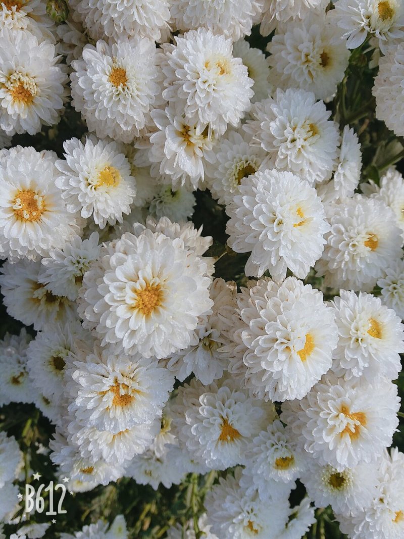 苏北菊大洋菊太阳菊杭白菊