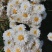 苏北菊大洋菊太阳菊杭白菊