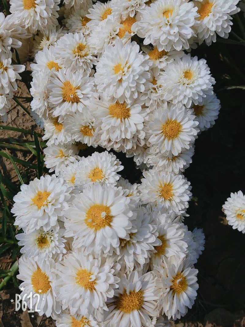 苏北菊大洋菊太阳菊杭白菊