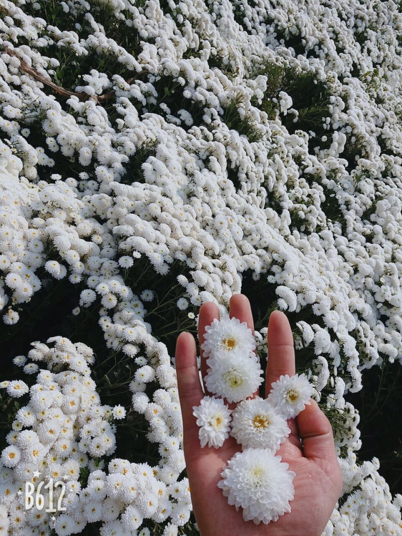 苏北菊大洋菊太阳菊杭白菊