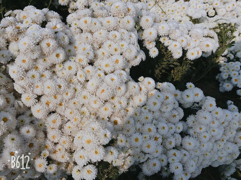 苏北菊大洋菊太阳菊杭白菊