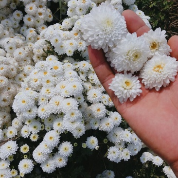 苏北菊大洋菊太阳菊杭白菊