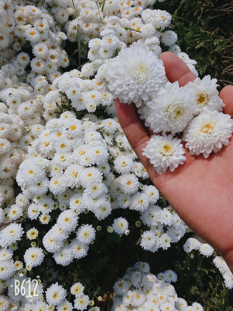 苏北菊大洋菊太阳菊杭白菊