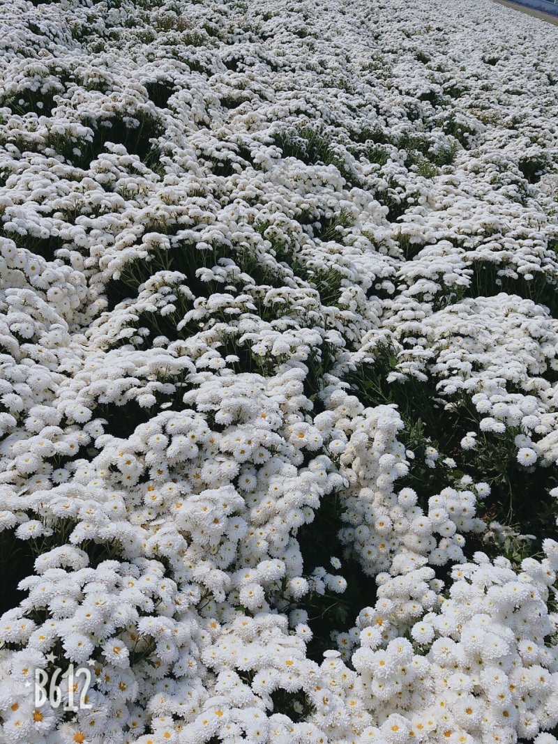 苏北菊大洋菊太阳菊杭白菊