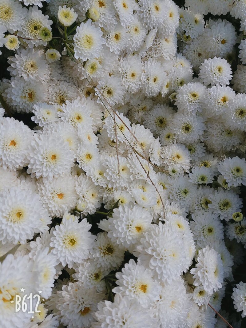 苏北菊大洋菊太阳菊杭白菊