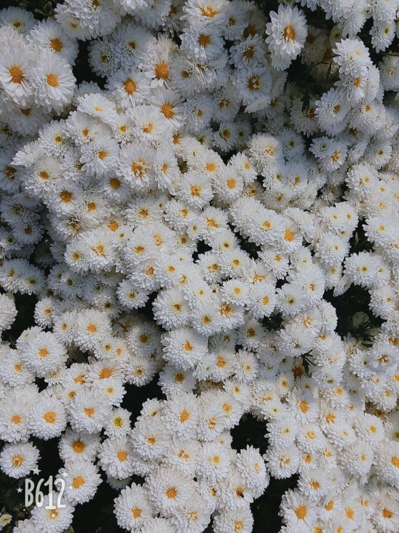 苏北菊大洋菊太阳菊杭白菊