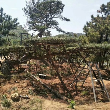 造型油松