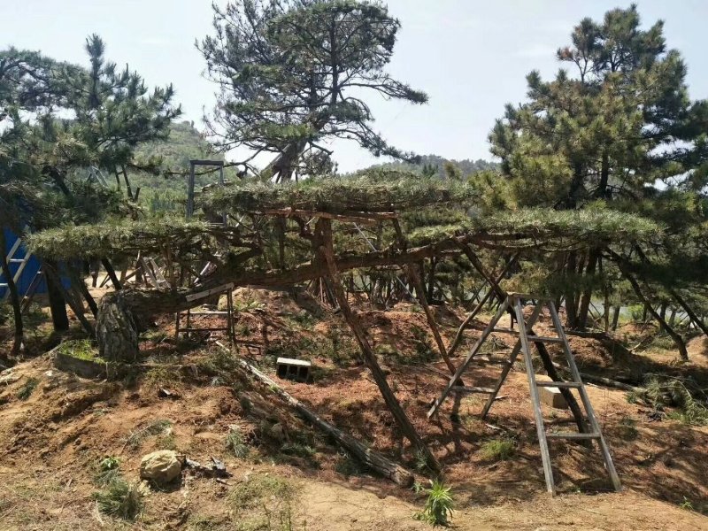 造型油松