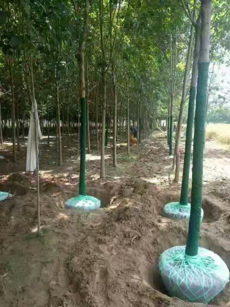 白蜡树