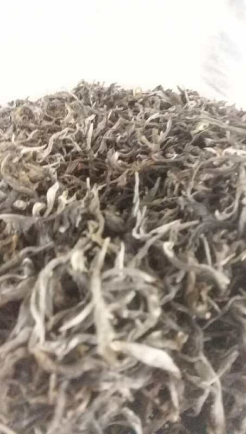 大量出售古树茶，生普洱