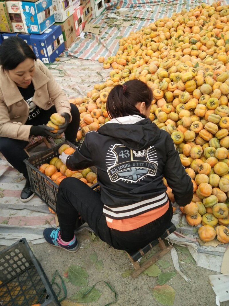 磨盘柿子