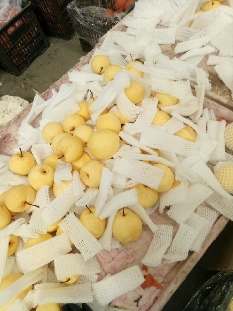 【精品酥梨】陕西酥梨批发，酥梨产地批发，酥梨批发价格，